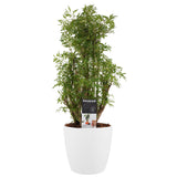 Decorum Polyscias Hawaiiana Ming Vertakt Met Elho Brussels White