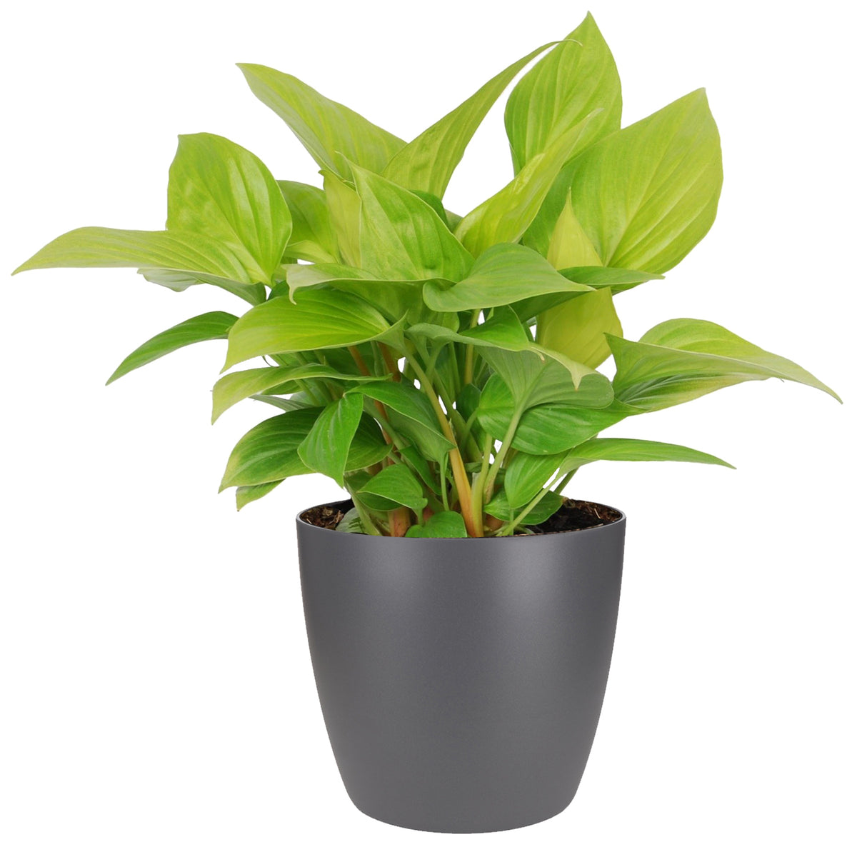 Homalomena Lemon Lime In Elho Sierpot (Antraciet)