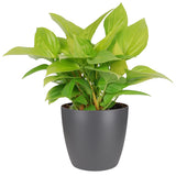 Homalomena Lemon Lime In Elho Sierpot (Antraciet)