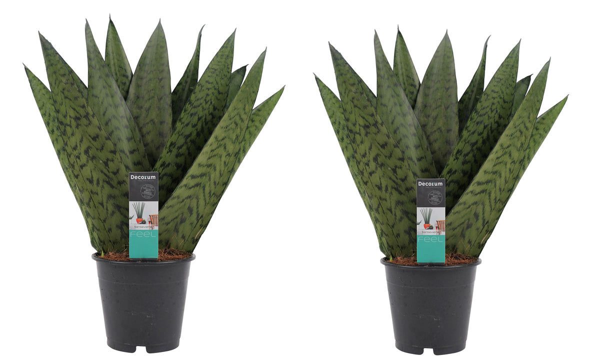 Duo Sansevieria Zeylanica
