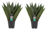 Duo Sansevieria Zeylanica