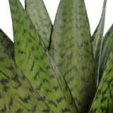 Duo Sansevieria Zeylanica