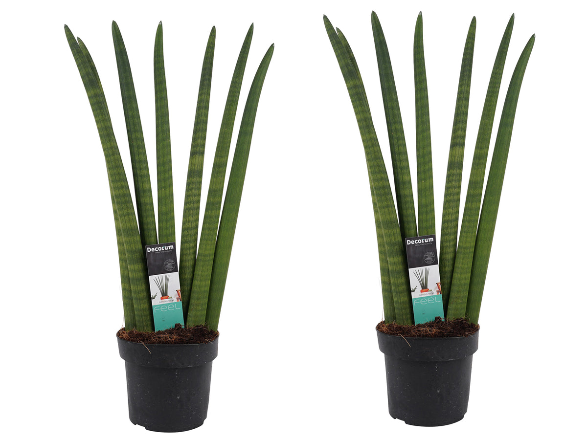 Duo Sansevieria Cylindrica