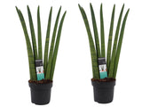 Duo Sansevieria Cylindrica