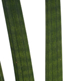 Duo Sansevieria Cylindrica