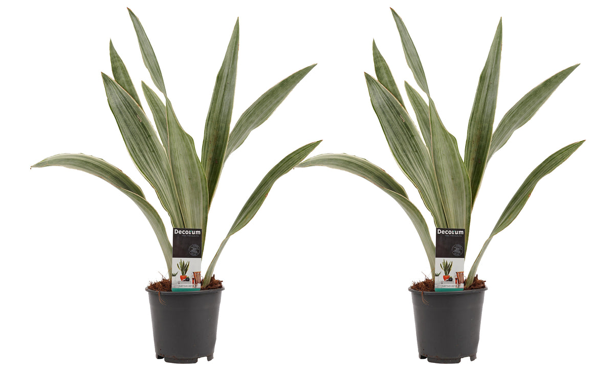 Duo Sansevieria Aubrytniana Metallica