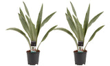Duo Sansevieria Aubrytniana Metallica