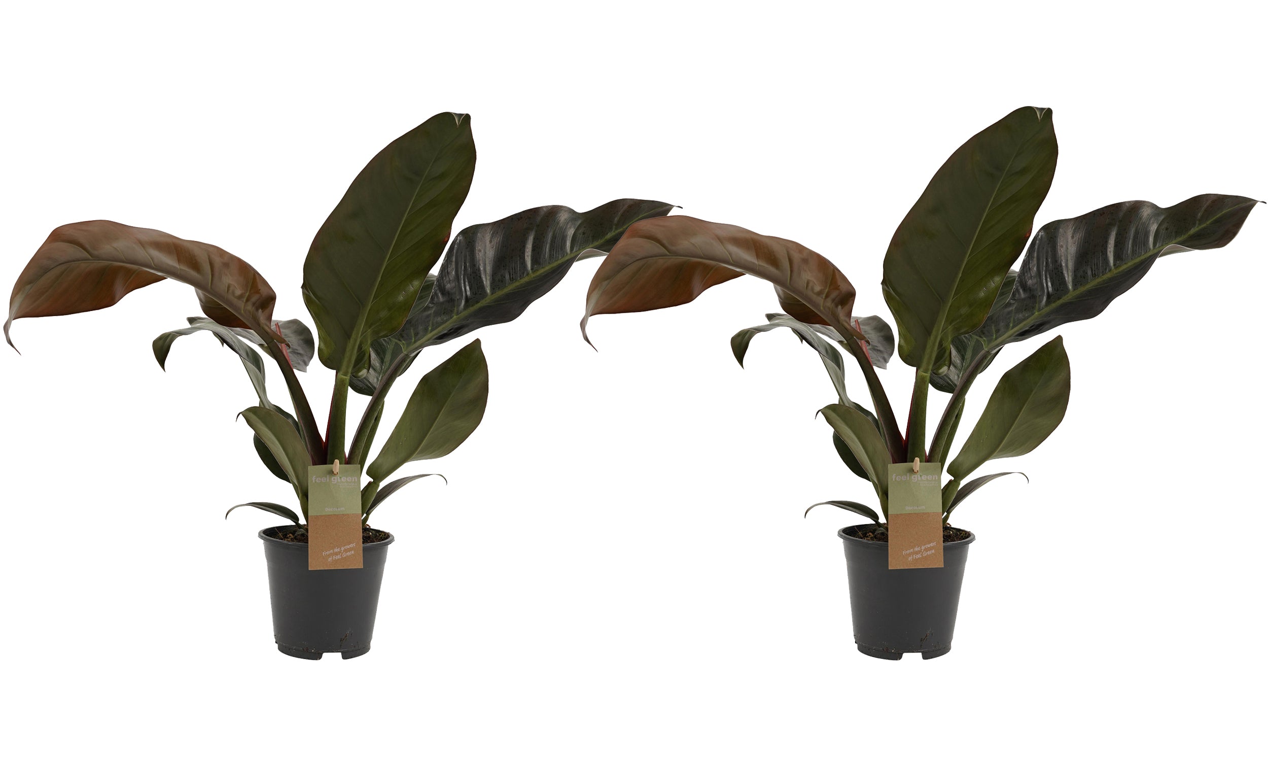 Duo Philodendron Imperial Red Feel Green