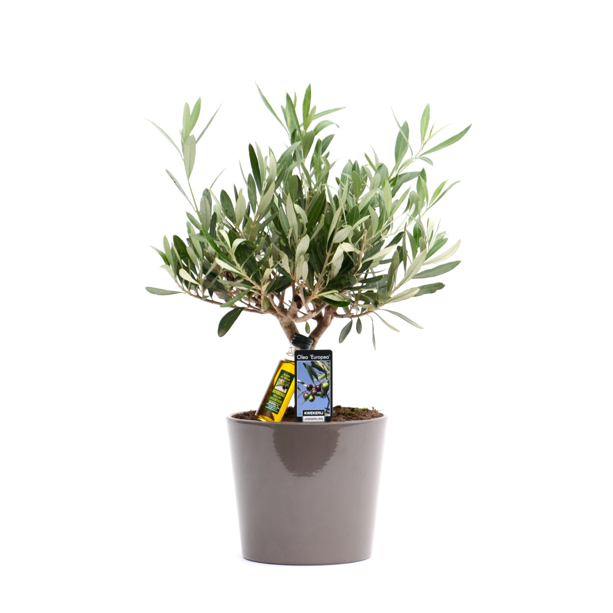 Olea Olijf In Roma Keramiek (Taupe)