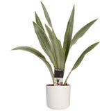Sansevieria Aubrytniana Metallica Met Elho B.for Soft White