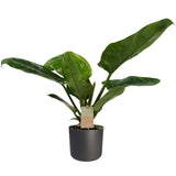 Philodendron Imperial Green Feel Green Met Elho B.for Soft Antracite