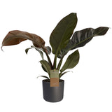 Philodendron Imperial Red Feel Green Met Elho B.for Soft Antracite