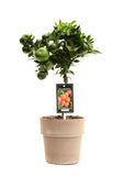 Citrus Mandarin In Verona Pot