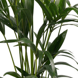 Decorum Kentia