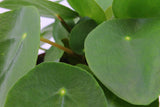 Plant Puzzel ® Discover The World Ecosysteem Met Verlichting