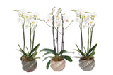 Wave Mix Phal Wit 3T18+