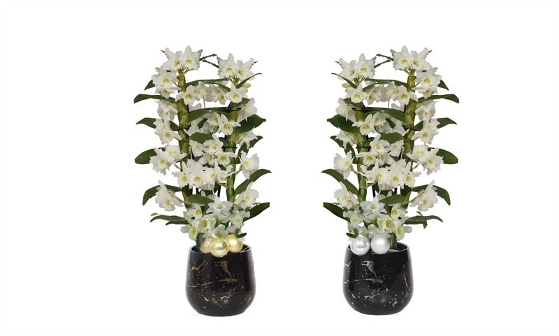 Twee Stuks Orchidee Rhonda Gold/Silver Dendr Nobile Apollon in Sierpot