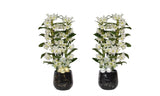 Twee Stuks Orchidee Rhonda Gold/Silver Dendr Nobile Apollon in Sierpot