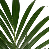 Kentia Palm