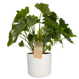 Philodendron Shangri La - Elho B.for Sierpot Wit