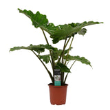 Olifantsoor Alocasia Portodora