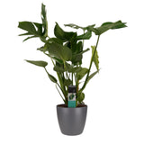 Monstera Deliciosa - Elho Brussels Antracite