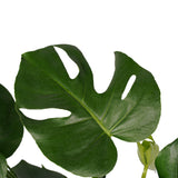 Monstera Deliciosa - Elho Brussels Antracite