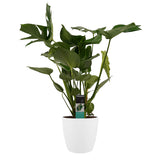 Monstera Deliciosa - Elho Brussels White