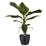 Musa Dwarf Cavendish - Elho Brussels Black