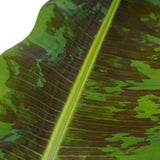 Musa Dwarf Cavendish - Elho Brussels Black