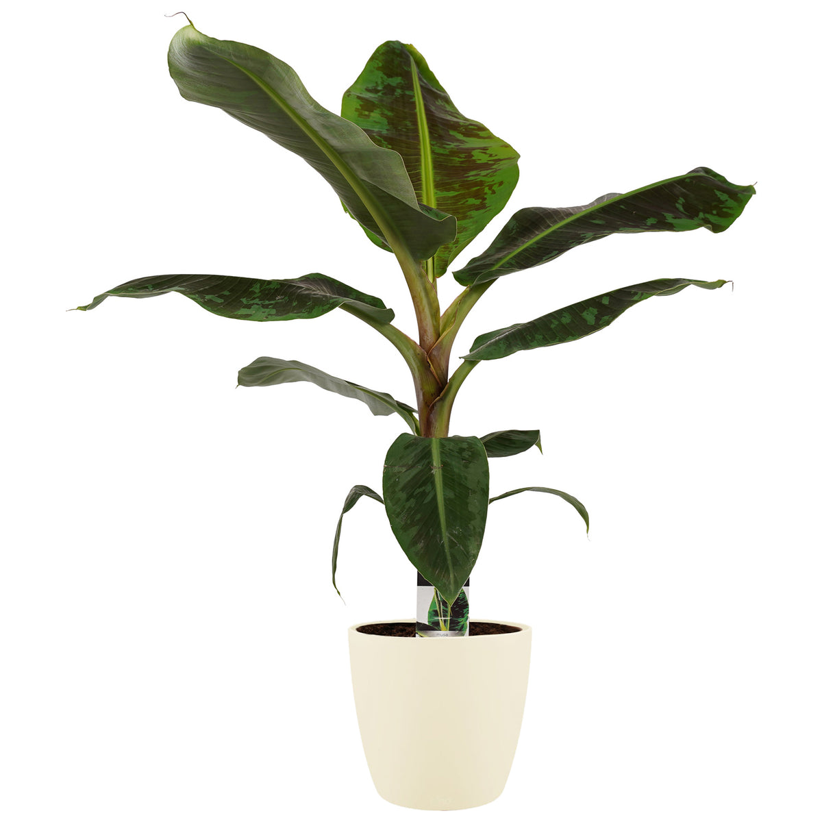 Musa Dwarf Cavendish - Elho Brussels Soap