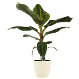 Musa Dwarf Cavendish - Elho Brussels Soap