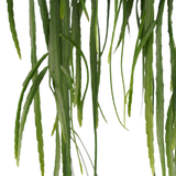 Lepismium Bolivianum (hangplant)