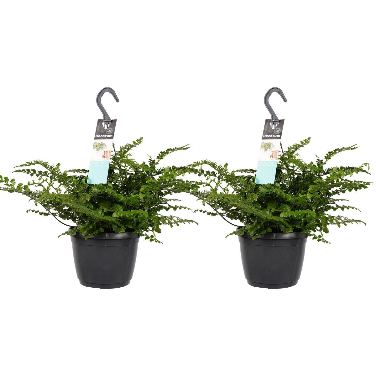 Decorum Duo Asplenium 'Parvati'