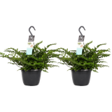 Decorum Duo Asplenium 'Parvati'