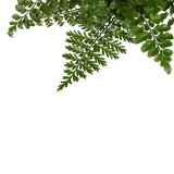 Decorum Duo Asplenium 'Parvati'