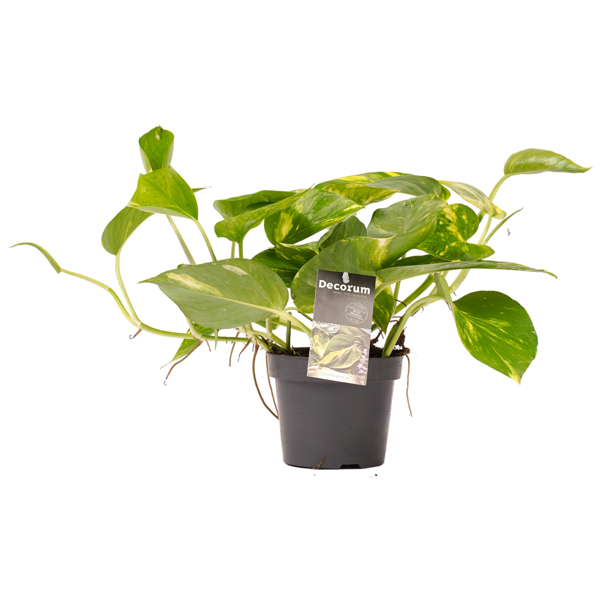 Philodendron Scandens