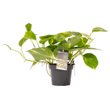 Philodendron Scandens