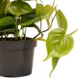 Philodendron Scandens