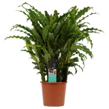 Decorum Calathea Bluegrass