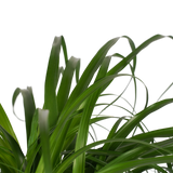 Decorum Beaucarnea In Elho Vibes Blauw