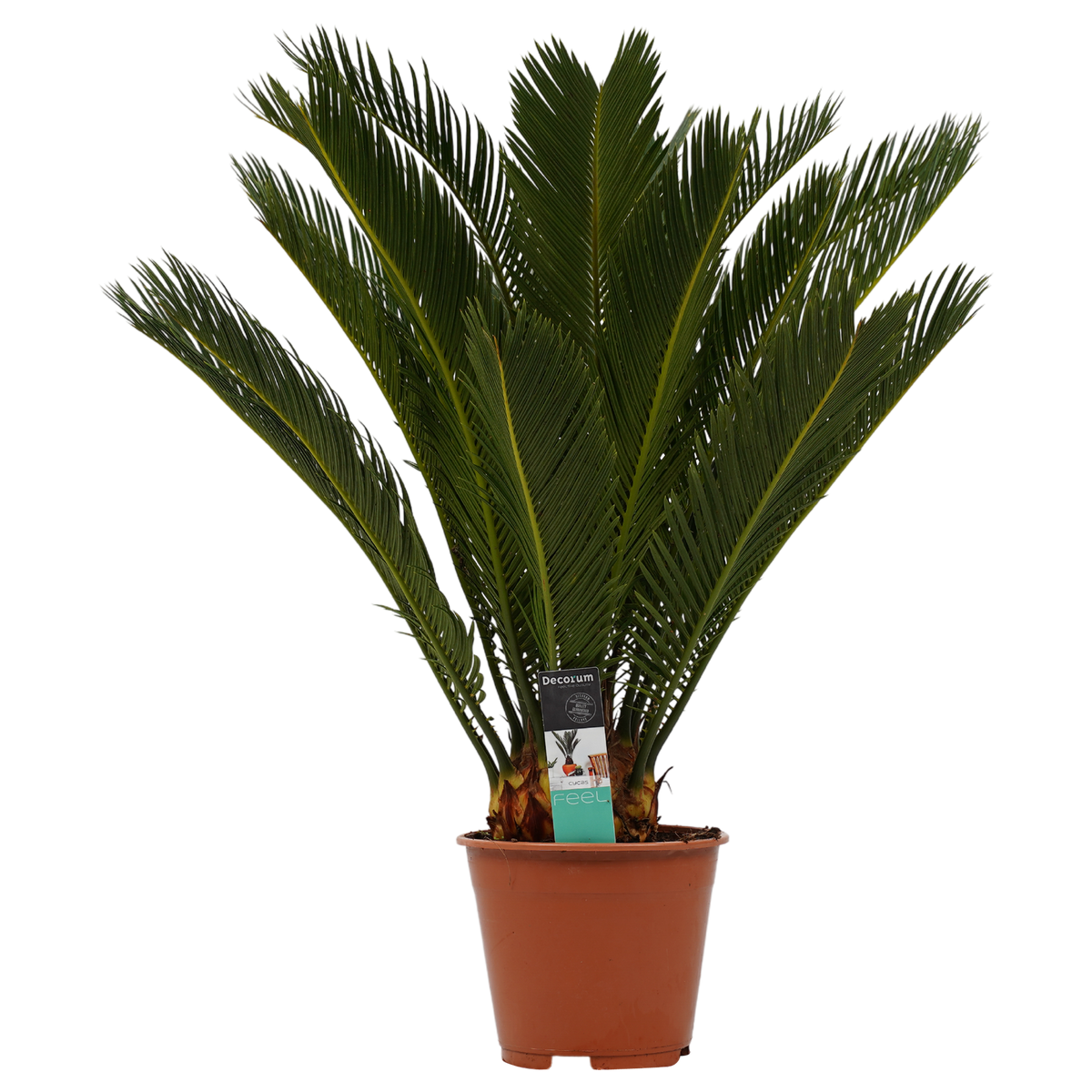 Decorum Cycas Revoluta