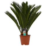 Decorum Cycas Revoluta