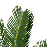 Decorum Cycas Revoluta
