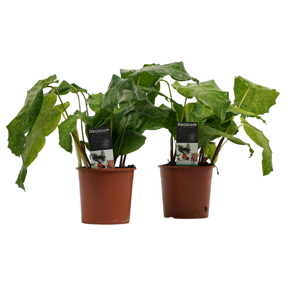 Decorum Duo Calathea Network