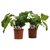 Decorum Duo Calathea Network