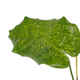 Decorum Duo Calathea Network