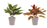 Combi 1X Aglaonema Maria 1X Aglaonema Crete Met Anna Taupe