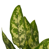 Combi 1X Aglaonema Maria 1X Aglaonema Crete Met Anna Taupe