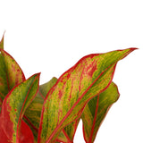 Combi 1X Aglaonema Maria 1X Aglaonema Crete Met Anna Taupe